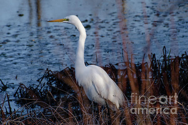 Lake Wilhelm Egret by The Ford Family Lake Wilhelm Egret by The Ford Family